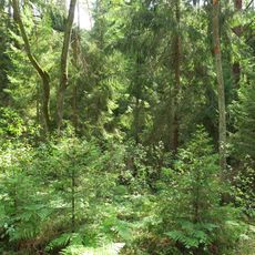 Rezerwat przyrody Łokieć