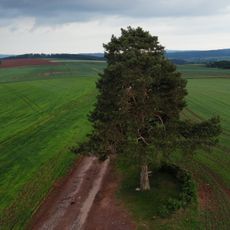 Borovice v Horní Kalné