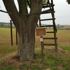 Naturdenkmal 1 Birnbaum Tannenweg rechts