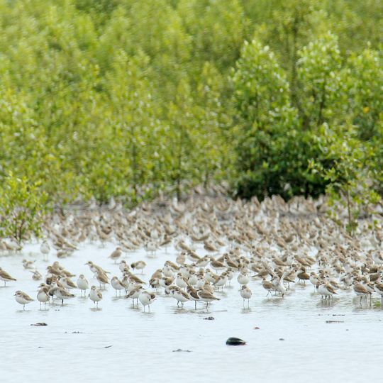Parco nazionale di Sembilang