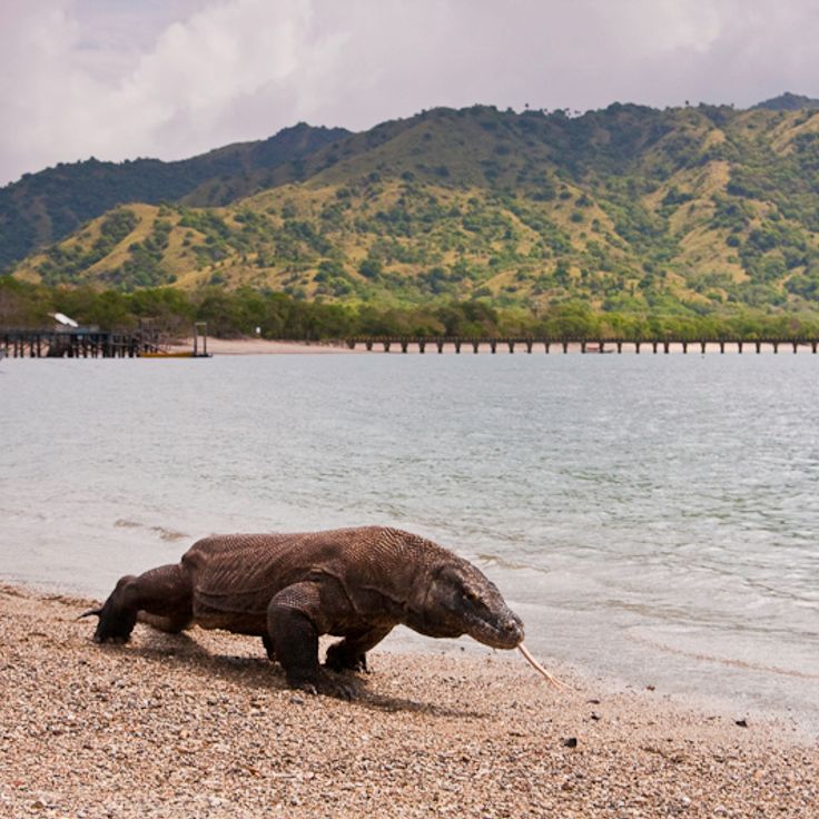Park Narodowy Komodo