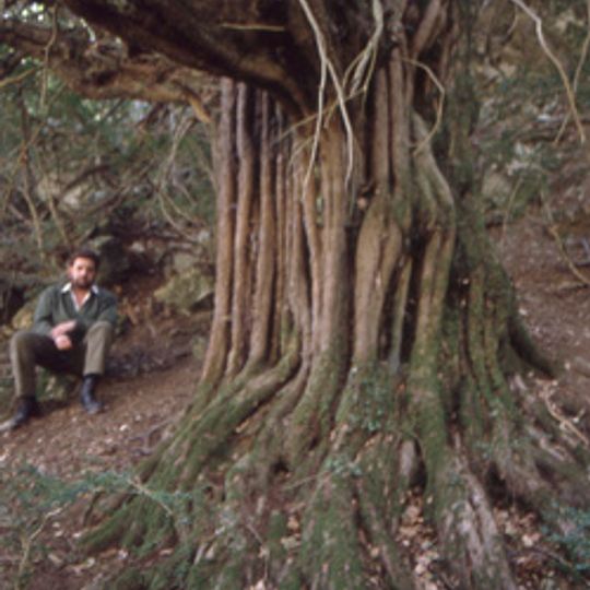 Teix del Torrent de l'Orri
