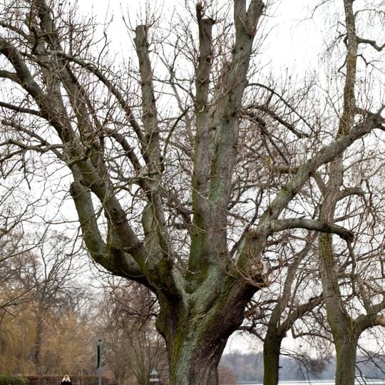 Balkan-Rosskastanie Alt-Stralau 17