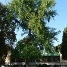 Ginkgo biloba