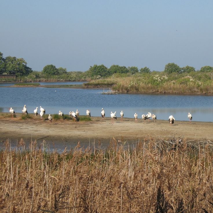 Bird Island Sanctuary