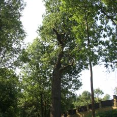 Dub pod hájovnou Panský dvorek