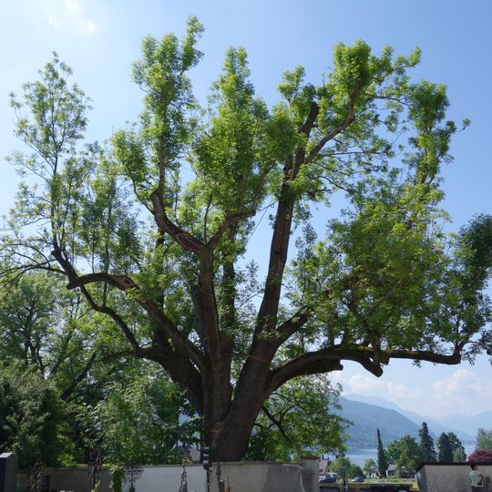 Friedhofsesche von Seewalchen