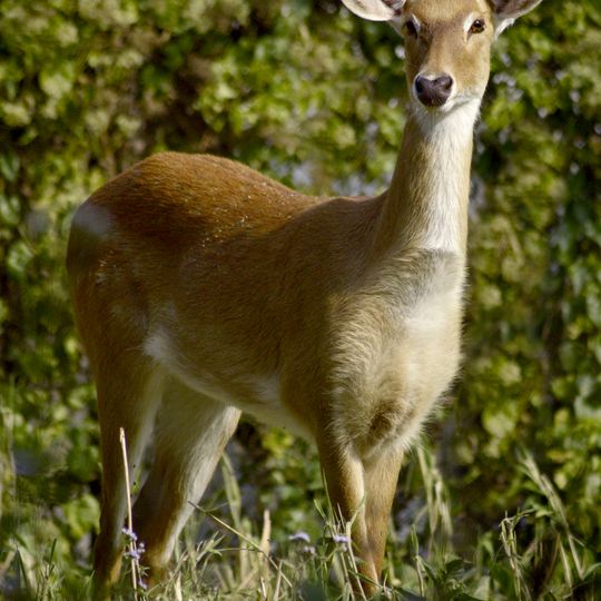 Parco nazionale di Keibul Lamjao