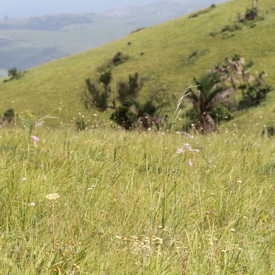 Vernon Crookes Nature Reserve
