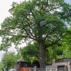 Group of centuries-old oaks
