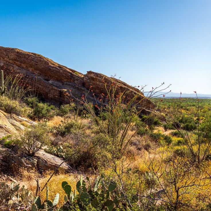 Parco Nazionale Saguaro