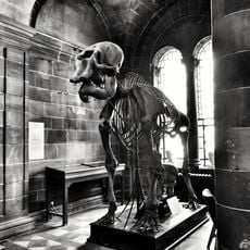 Anatomical Museum