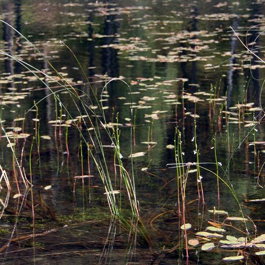 Rezerwat przyrody Jezioro Nawionek