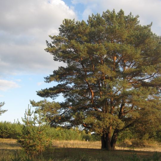 Орлівщанські віковічні сосни