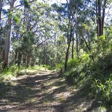 Spicers Gap Road
