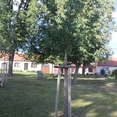 Lípa republiky v Jinošově