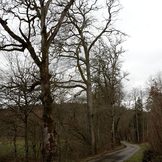 Eichenallee im Schweizerbachtal