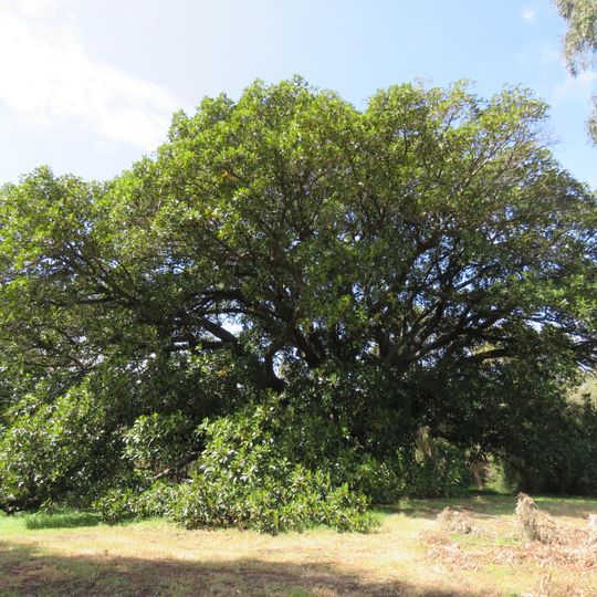 Moreton Bay Fig Tree & Charterhouse site