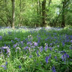 Hildersham Wood