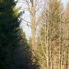 Dub u Vlčího jezera