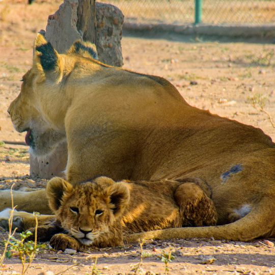 حديقة_السودان_لإنقاذ_الحياة_البرية