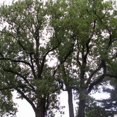 Jasany u Lošanského hřbitova