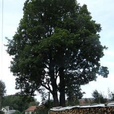 Javory u mateřské školy