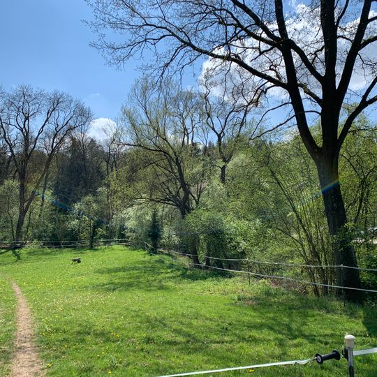 Gehölzsaum am ehemaligen Mühlkanal der Neumühle