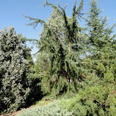 J. C. Raulston Arboretum