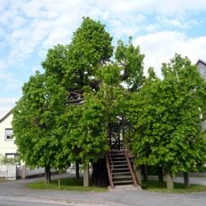 Tanzlinde Sachsenbrunn