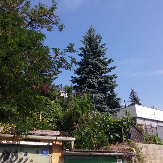 Vila a záhrada, vila