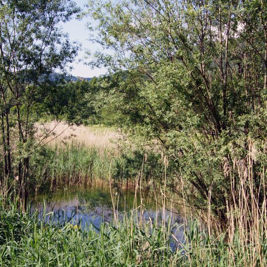 Tümpel beim Agnes Muthspiel Weg