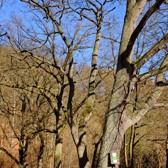 Duby u Panské louky