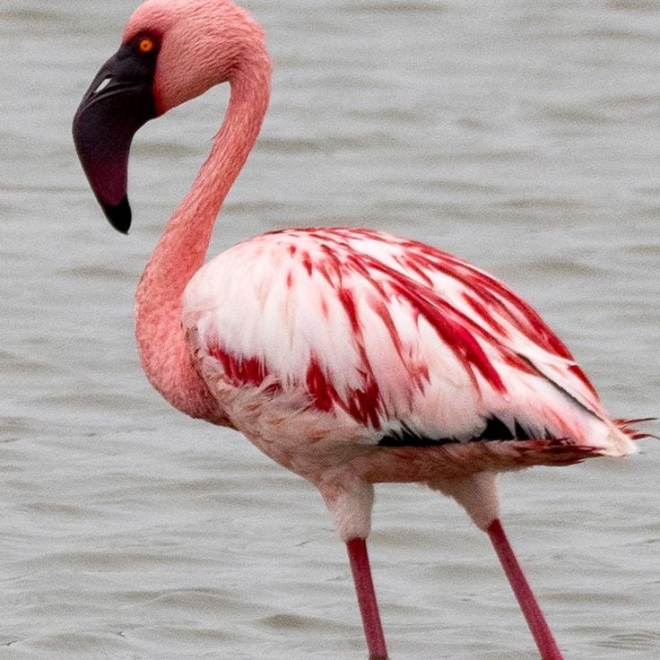 Khijadia Bird Sanctuary