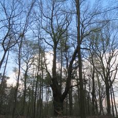 Naturdenkmal Stieleiche (Quercus robur) nördlich des Weges nach Guteborn, ca. 550 m vom Friedhof entfernt in Hohenbocka