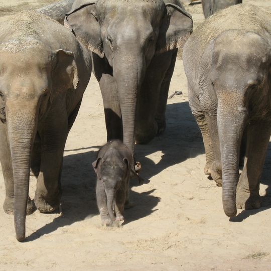 Cologne Zoological Garden