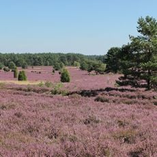 Südheide und Aschauteiche bei Eschede