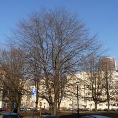 Buk lesní červenolistý v Parku československých letců