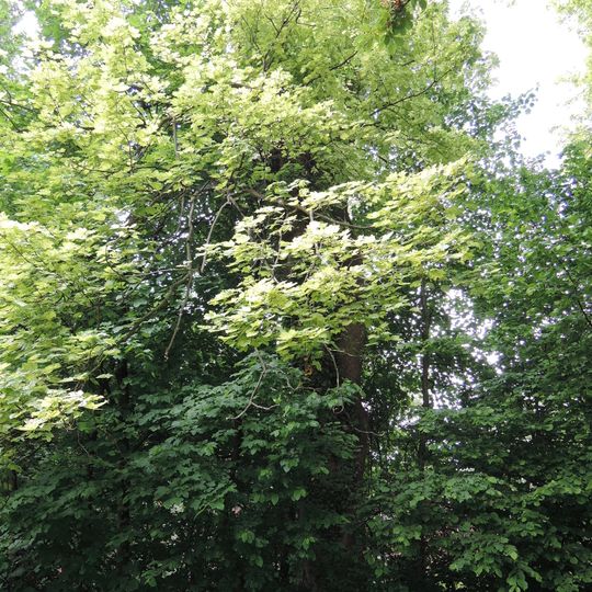 Bergahorn und Rosskastanie am Auberg