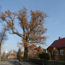 Pasvalio miesto ąžuolas