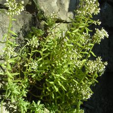 Rezerwat przyrody Skałki Stoleckie