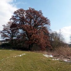 1 Stieleiche an der Jagst