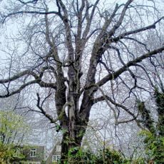 Anne Frank Tree