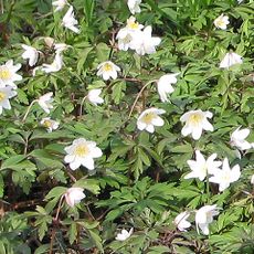 Hobbs Quarry SSSI, Longhope