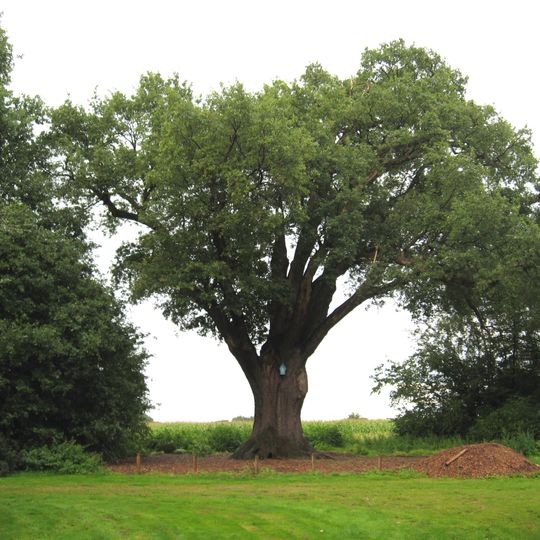 Duizendjarige Eik