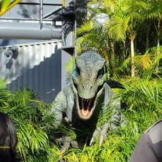 Raptor Encounter