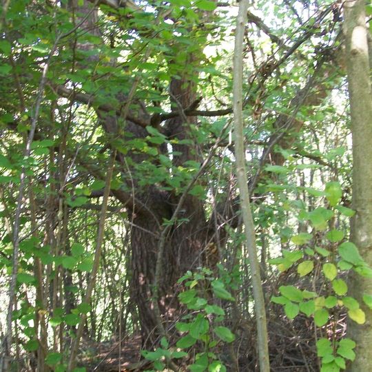 2 Kiefern am Karnich