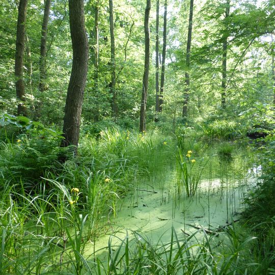 Röderaue und Teiche unterhalb Großenhain