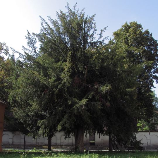 Naturdenkmal Alte Eibe Ecke Hevellerstraße