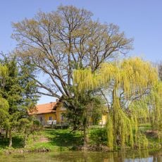 Dub u rybníčku v Ploukonicích